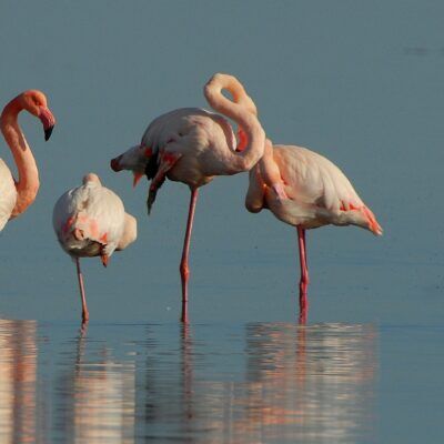 Salins des Pesquiers par les vieux salins d'Hyères