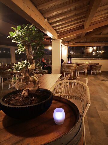 Ficus retusa in het loungerestaurant van camping Les Jardins de  La Pascalinette