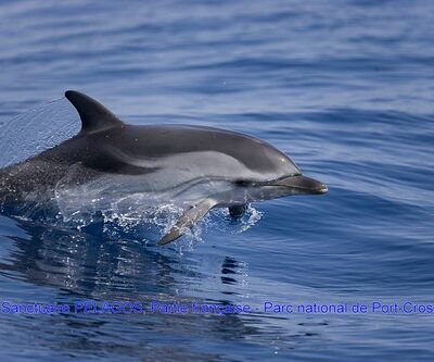 Pelagos Reservaat