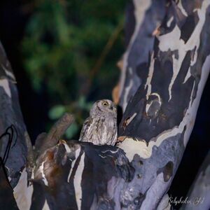 Vogels observeren in de Provence