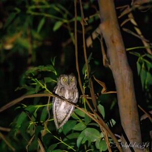 Opvangplaats van de lokale vogelbescherming in de Provence