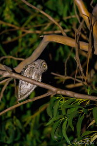 Kleine nachtelijke roofvogel in de Provence