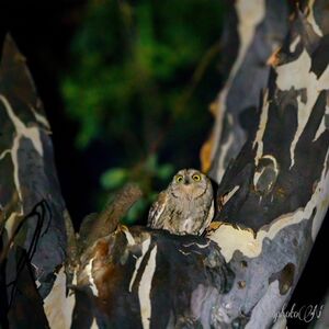 Waar kun je vogels spotten in de Provence?