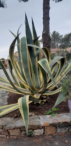 Bonte Amerikaanse Agave