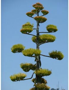 Bonte Amerikaanse Agave