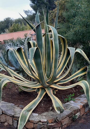 Bonte Amerikaanse Agave