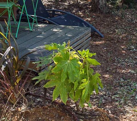 Japanse Aralia op de camping in de Provence