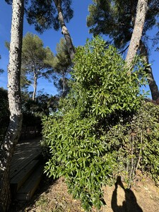Kamferboom