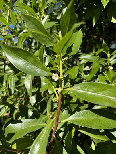 Kamferboom