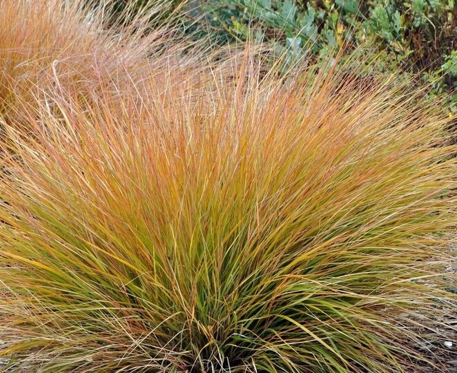 Oranje Zegge (Carex testacea)