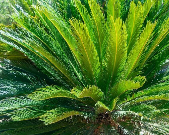 Cycas du Japon