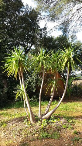 Tuin dracaena (drakenbloedboom) op de ecologische camping in Zuid-Frankrijk