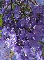 Jacaranda mimosifolia (flamboyante blauwe dwerg)