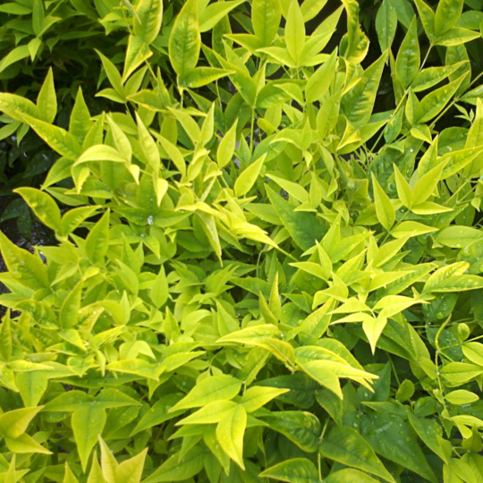 Hemelse Bamboe Magical® Lemon Lime
