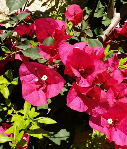 Bougainvillea spectabilis op Camping Les Jardins de La Pascalinette ®