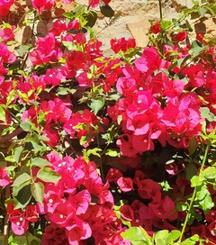 Bougainville spectabilis – Grote bougainville