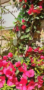 Bougainville spectabilis – Grote bougainville