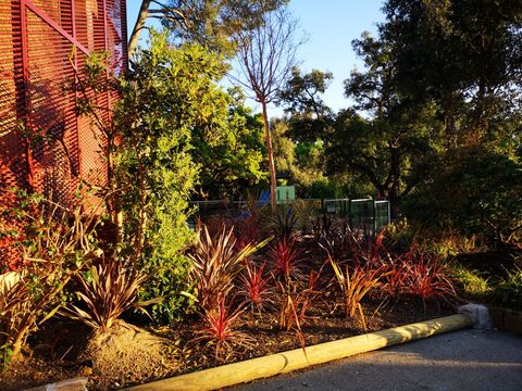 Cordyline australis (koolpalm) op natuurcamping aan de Côte d’Azur