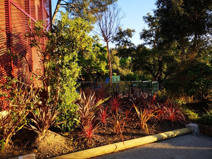 Cordyline australis (koolpalm)