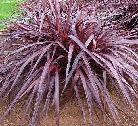 Cordyline ‘Burgundy Red Fountain’ (rode koolpalm) op de camping