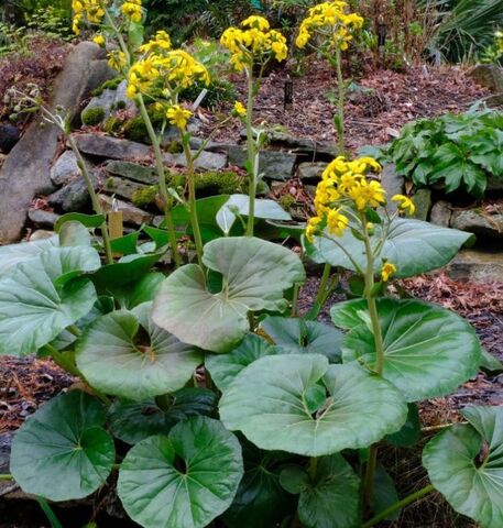 Farfugium japonicum op de ecologisch verantwoorde camping nabij Hyères