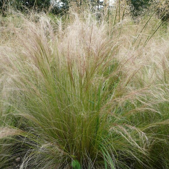 Stipa Tenuissima - vedergras