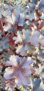 Purperklokje (Heuchera)