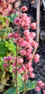 Purperklokje (Heuchera)