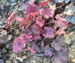 Purperklokje (Heuchera)