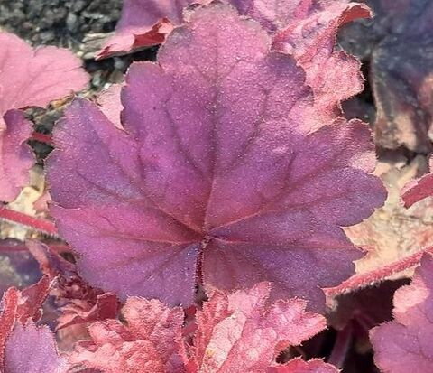 De heuchera, een vaste plant met ene kleurrijk blad, is de ster van de camping!