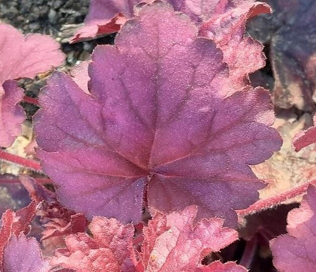 Purperklokje (Heuchera)