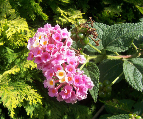 Roze, oranje, rood… Ontdek de Lantana van de 4-sterrencamping Les Jardins de la Pascalinette