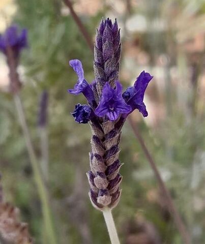 Traditionele lavendel uit de Provence, midden op de camping