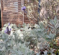 Buch lavendel (Lavandula buchii)