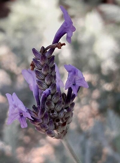 Buch lavendel (Lavandula buchii)