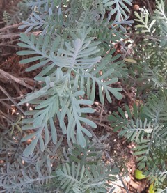 Buch lavendel (Lavandula buchii)