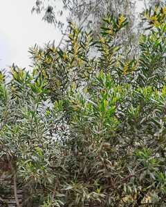 Mimosa (alcacia longifolia)