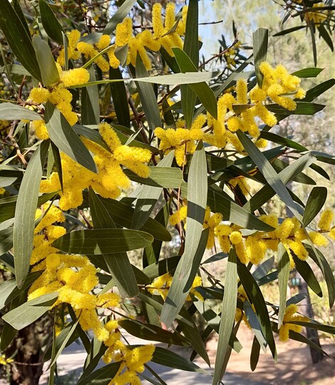 Mimosa (alcacia longifolia)