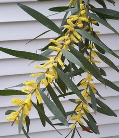 Mimosa (alcacia longifolia)