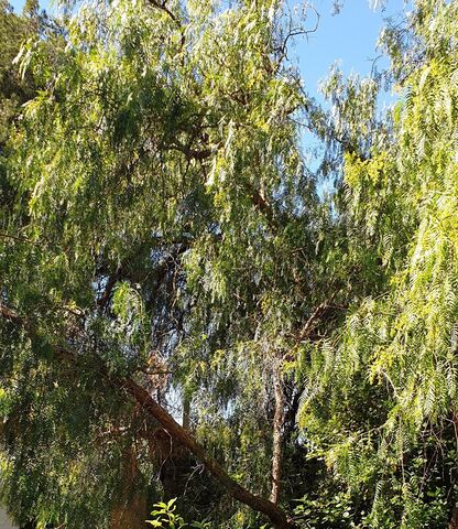Schaduw en frisse lucht op de camping: de Peruviaanse peperboom