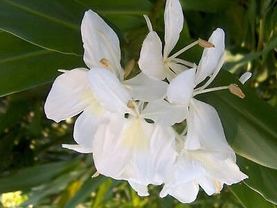 Witte gemberlelie op de natuurcamping aan de Côte d’Azur