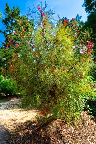 De Australische zilver-eik op camping Les Jardins de La Pascalinette