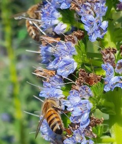 Slangenkruid (Echium candicans)