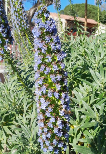 Slangenkruid (Echium candicans)