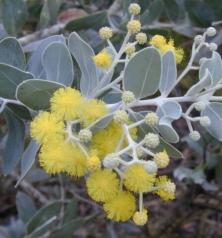 De acacia podalyriifolia is het kleine broertje van de zilveracacia.