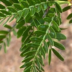 Acacia Karroo