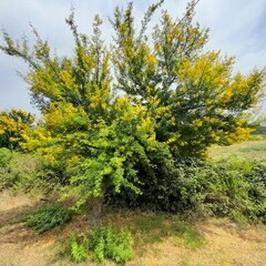 Acacia Karroo