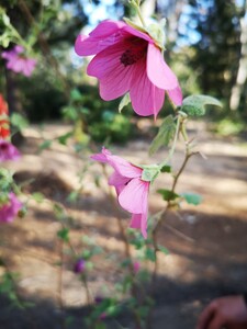 Anisodontea capensis (Kaapse malva)