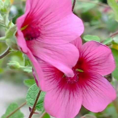 De Anisodontea capensis op jouw favoriete camping aan zee in de Provence!