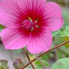 Anisodontea capensis (Kaapse malva)